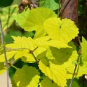 Humulus lupulus 'Aureus'